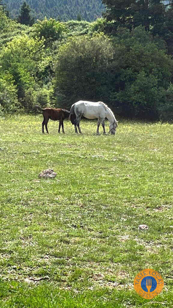 Lake Doxa - Walk in the Alps of Corinthia by George, our Gastronomic correspondent from “Taste Local Greece” - Gastronomy Tours Horses gazing 1 - Gastronomy Tours